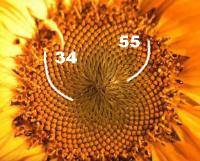 Quelle: http://de.wikipedia.org/w/index.php?title=Bild:Goldener_Schnitt_Bluetenstand_Sonnenblume.jpg&filetimestamp=20040705132336