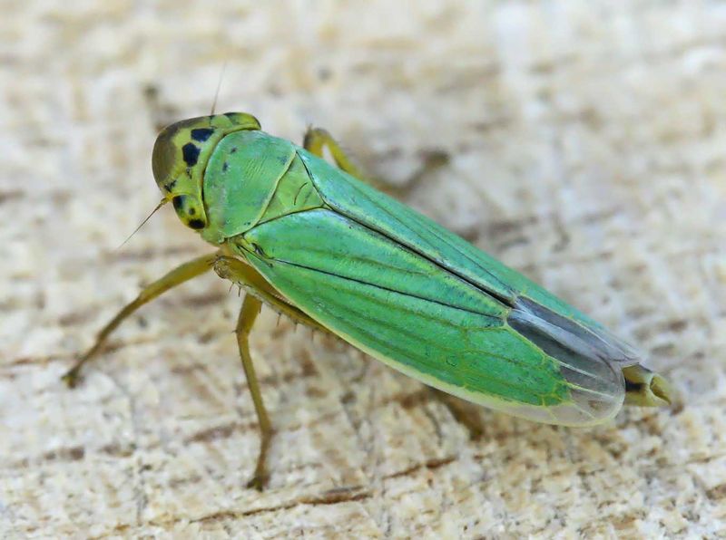 Quelle: http://de.wikipedia.org/wiki/Bild:Cicadella_viridis01.jpg